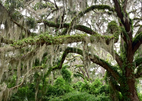 live oak
